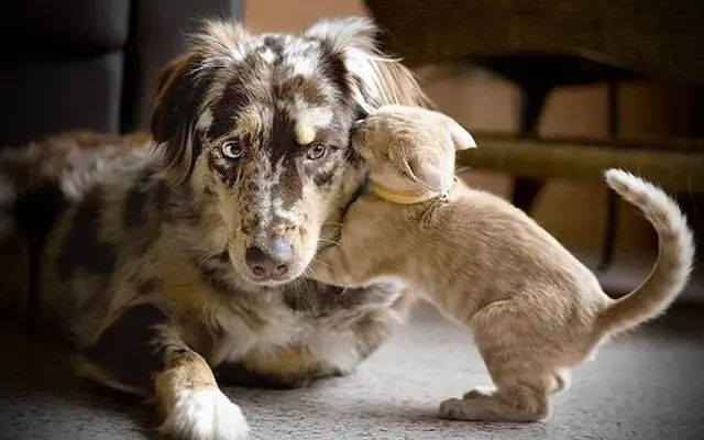Animal Wellness Center in Royal Palm Beach, FL