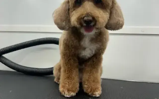 Lilos Mobile Pet Spa Miami in Greenacres, FL