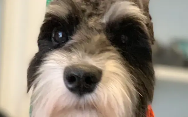 Town and Country Pet Salon in Loganville, GA