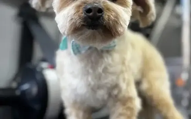 Pelupets in Montclair, NJ
