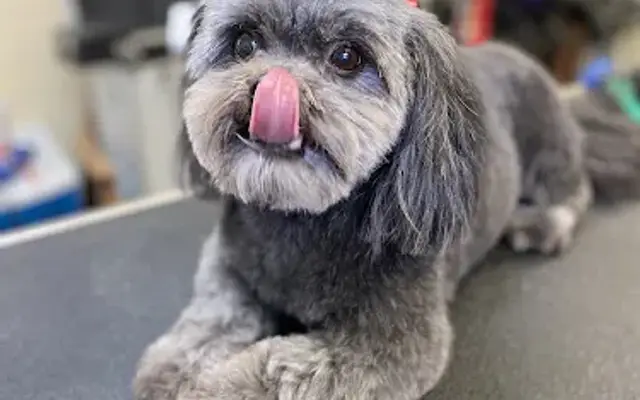 Punky Pawz Pet Grooming LLC in North Tonawanda, NY