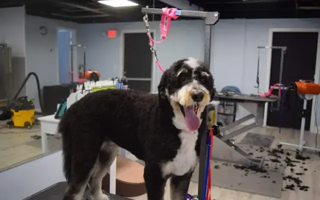Just Paws Grooming Salon in Marco Island, FL