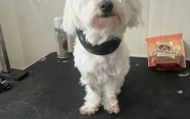 Rub a dub doggy in Los Angeles, CA