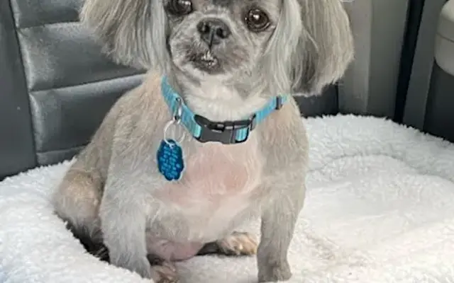 Brandi's Pet Grooming in Slocomb, AL