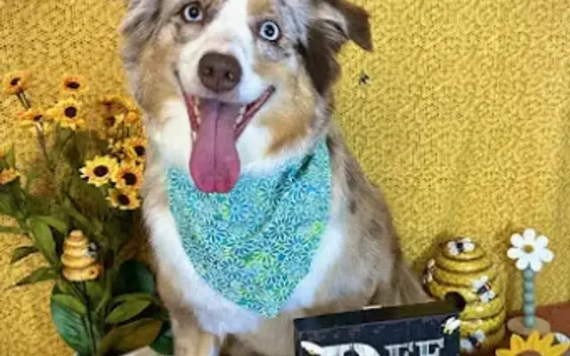 Kaley May’s Dog Grooming in Joshua, TX