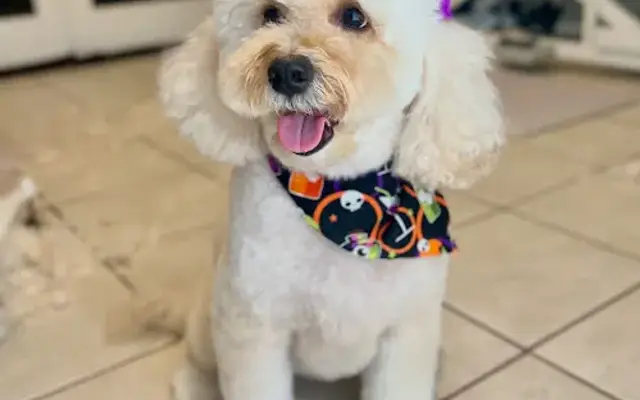 Lucky Pup Grooming in Scottsdale, AZ