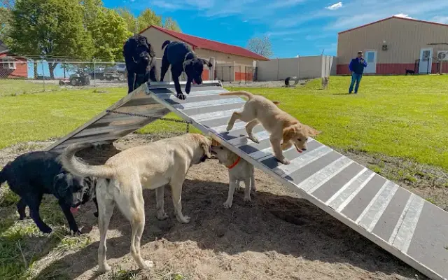 Rock River Pet Resort in Waverly, IA