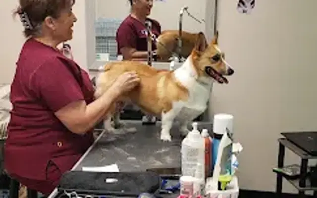 The Scissor Wizard Dog Grooming in Tarpon Springs, FL