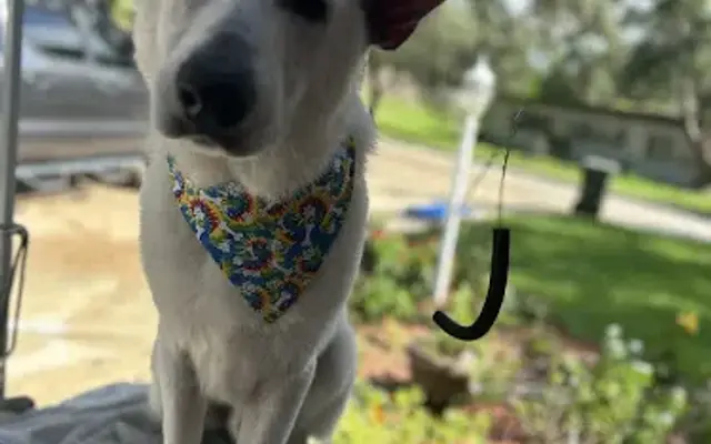 FreshPaws in Clermont, FL