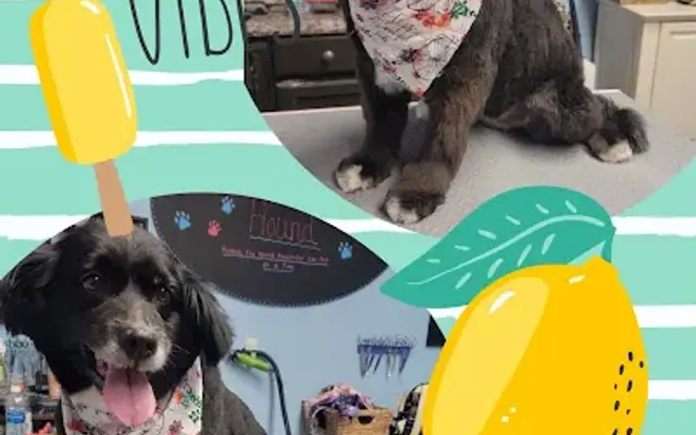 Handsome Hound Pet Grooming in Fredericksburg, VA