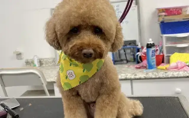 Happy Puppy in Lake Forest, CA