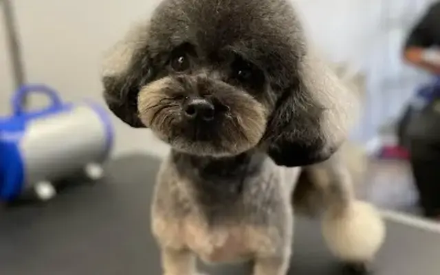 Ironmaya Pet grooming in Upland, CA