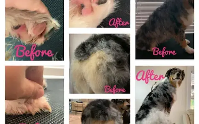Bed N' Barkfest Grooming in New Smyrna Beach, FL