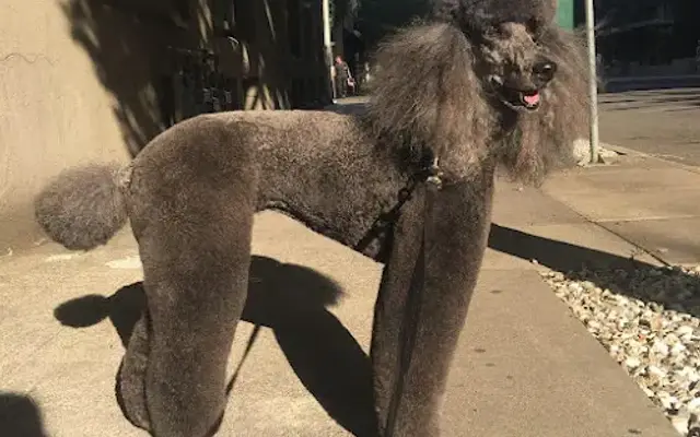 Around The World Professional Pet Groomer in Portland, OR