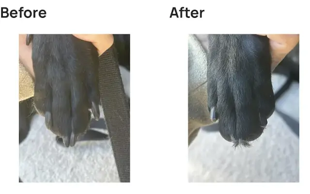 Dog-Gone Nails in Honea Path, SC