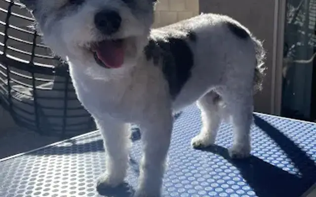 Fetch & Fresh in Buckeye, AZ