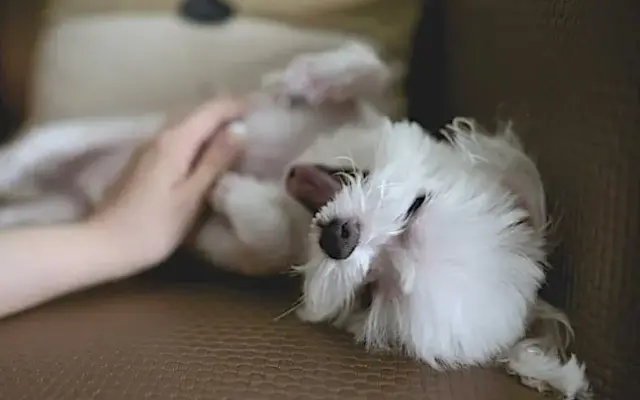 Gypsy Clipper Kennel and Pet Grooming in Owaneco, IL