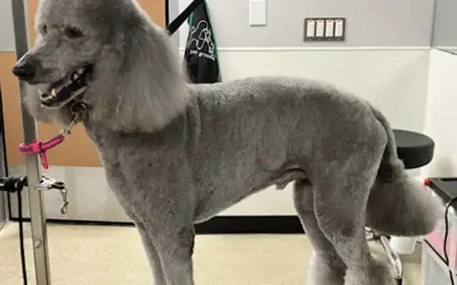 Pawsitively Polished Mobile Dog Grooming in Naples, FL