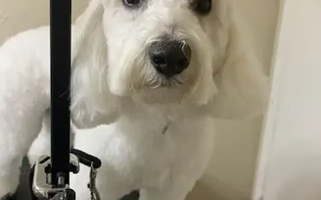 Mely's Pet Grooming in Freeport, FL