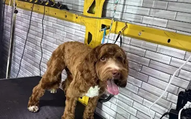 PetShow Grooming Mobile in Livermore, CA