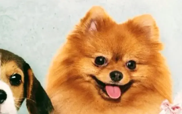Nature Pet Spa (Mobile Grooming and Dental Cleaning) in Greenacres, FL