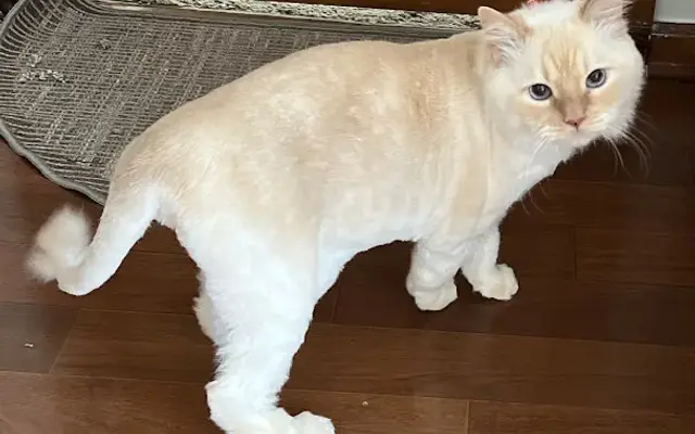 Julie's Grooming in Orange Park, FL