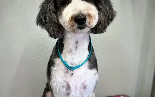 Flying N Fur Grooming LLC in Copan, OK