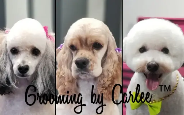 Grooming By Carlee in Blairsville, GA