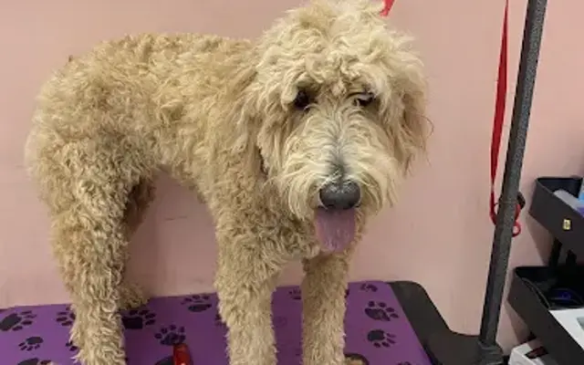FANCY PAWS LLC in Cornwall-On-Hudson, NY