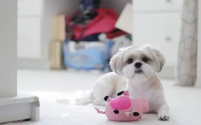PET GLOMY LLC in Flushing, NY