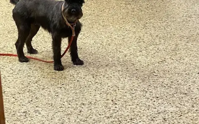 DuttonsK9Training & Grooming in Webb City, MO