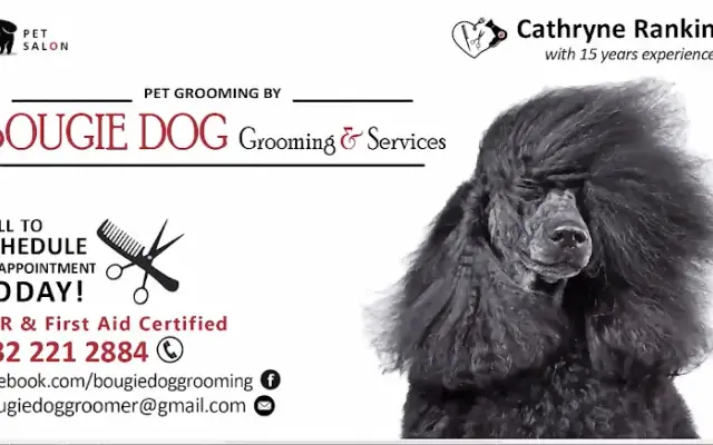 Bougie dog grooming and services in Rosharon, TX