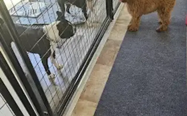 Pawsome Pet Resort & Boarding in McKinney, TX