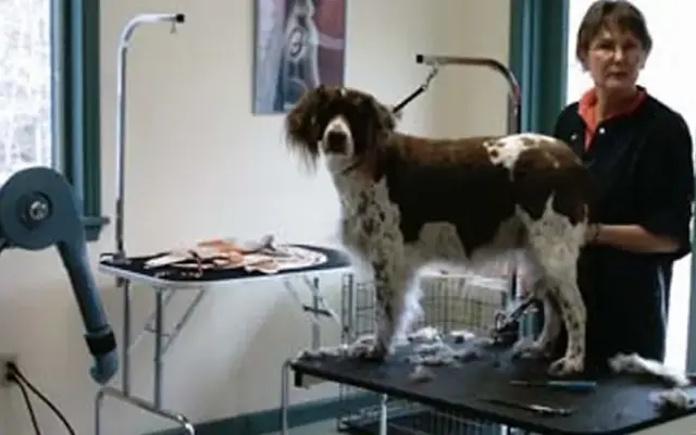 Springbrook Kennels in Spring Brook Township, PA