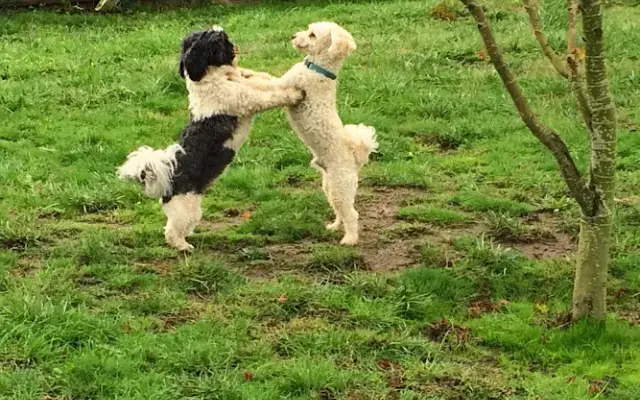 Columbia Canine Cottage Boarding & Grooming in Kalama, WA
