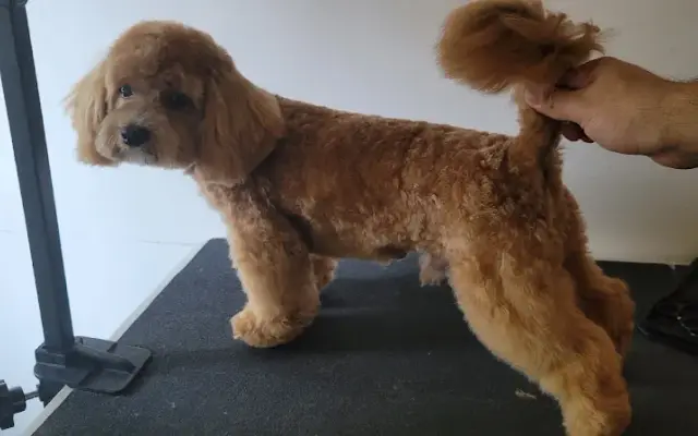 Groomer At Home Usa in Jackson Heights, NY