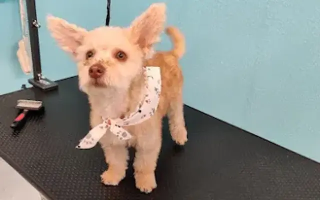 Toto's Dog Wash Self-Serve + Grooming in Downey, CA