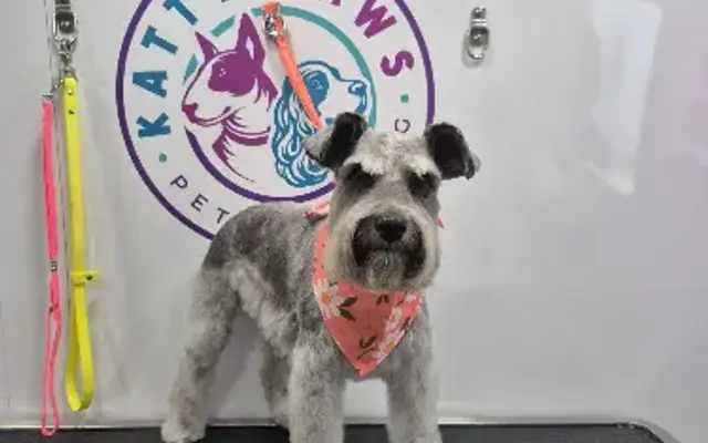 Katty Paws in Weston, FL