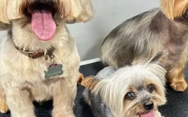 Sky Pet Grooming in San Mateo, CA