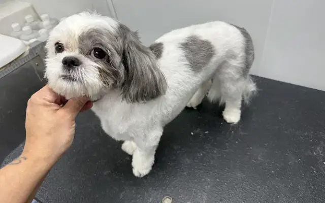 Pettigroom pet grooming services in San Antonio, TX