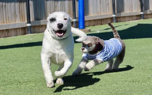 White House Pet Supplies in Amarillo, TX