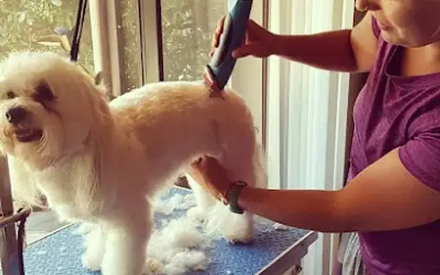 Dog Friendly Grooming in Hernando, FL