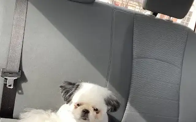 PetSmart Grooming in McDonough, GA