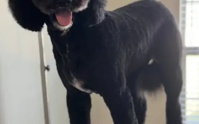 Ozzy & June's Pet Grooming in League City, TX