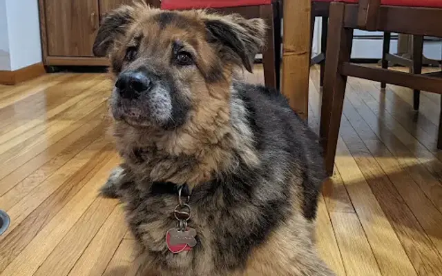 Shampooch Dog Grooming in New Castle, PA