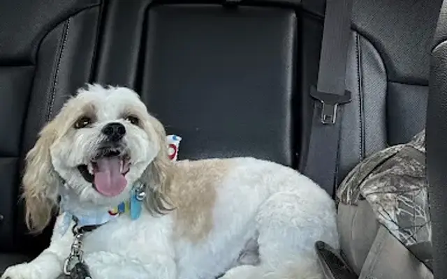 Elli May's Grooming in Hillsboro, OH