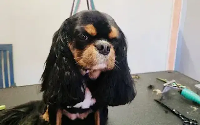 Spandoodles & Pup Spa in Fairfield, CA