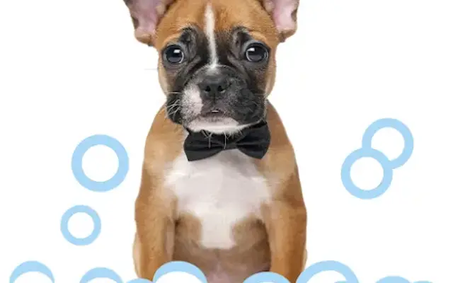 Barking Bubbles Mobile Pet Spa in Wynnewood, PA