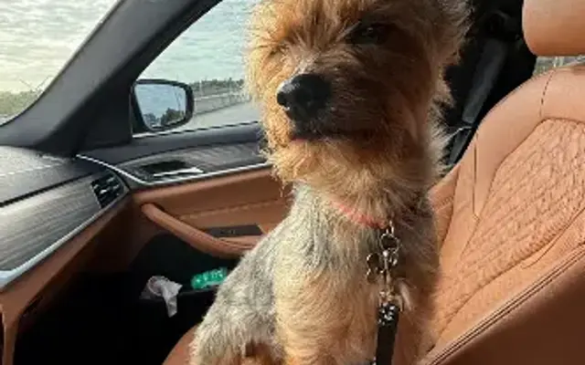 Beach Dogs Pet Salon Inc in Lantana, FL