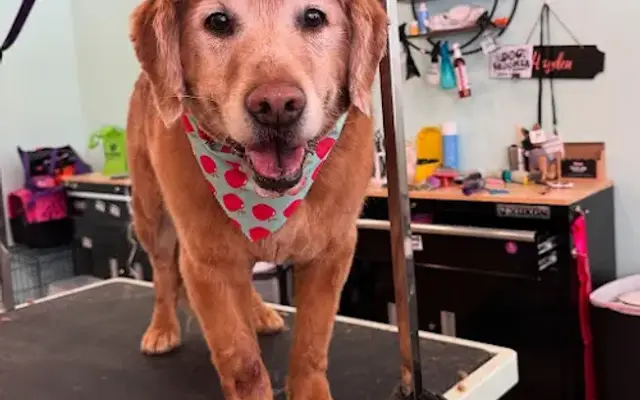 Spurs and Suds Dog Grooming By Hayden LLC in Imlay City, MI